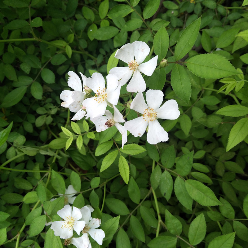 山蔷薇花野蔷薇花悬钩子蔷薇花苗原生苗野金樱荼蘼花夜尿果蔷薇根-图2