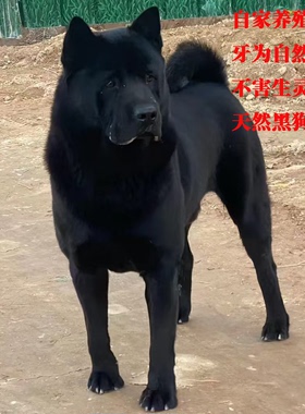 正宗真品黑狗牙手链吊坠饰品