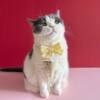 Autumn pet collar bow tie dog collar cute bow kitten accessories pendant pearl small floral fresh