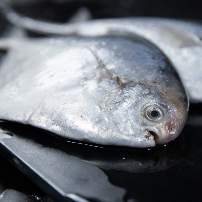 东海野生东海白鲳鱼海鲜水产鲜活银鲳海鱼鲜活孕妇宝宝辅食1斤-图0