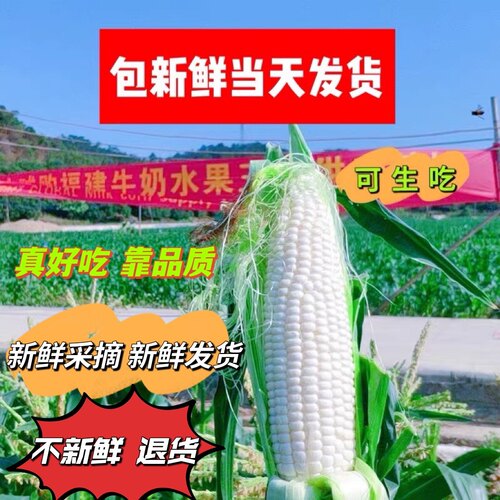 新鲜爆浆微玉18度甜冰糖生吃农产品现摘牛奶水果玉米即食非转基因 - 图0