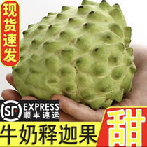 Fresh Sakya Fruit Milk pineapples Giant Tomato 5 Cati of the season Fresh fruit tropical Buddha head Moonie