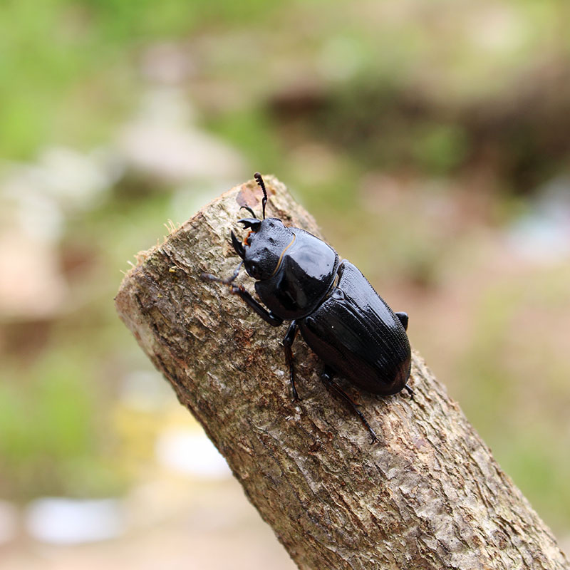 锹甲成虫送果冻深山中华楸小甲虫锹甲虫宠物活虫独角仙饲养盒套餐 - 图0