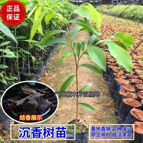 包邮名贵苗木 正宗沉香树苗海南黄花梨树苗金丝楠木苗 小叶紫檀苗 - 图2