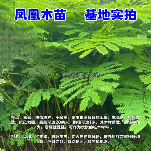 凤凰木树苗 红花楹苗 金凤花树 名贵风景树 南北方 庭院 常绿乔木 - 图0