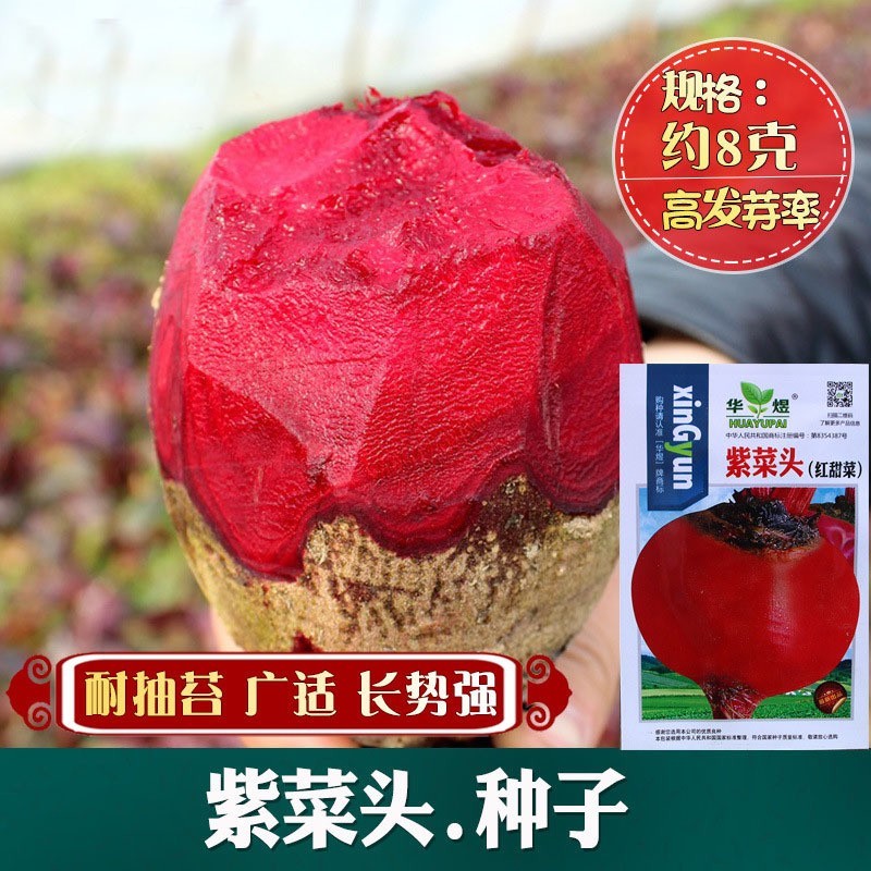 红甜菜根紫菜头糖量高榨汁四季春夏秋季菜园好吃蔬菜水果种子籽孑 - 图3