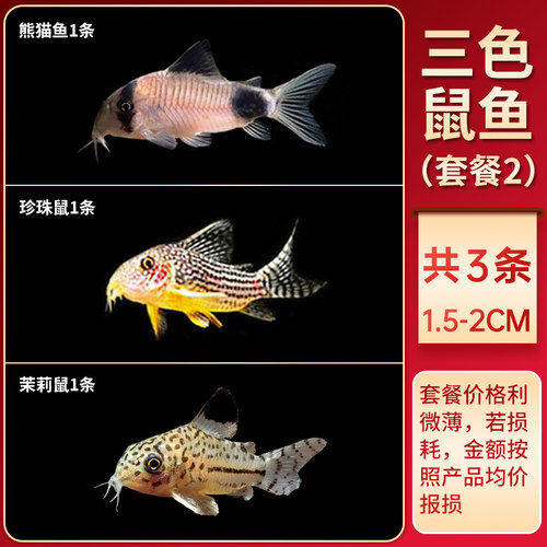 金苔鼠老鼠鱼清道夫热带观赏鱼缸活体除藻吃粪便垃圾清洁鱼工具鱼 - 图0