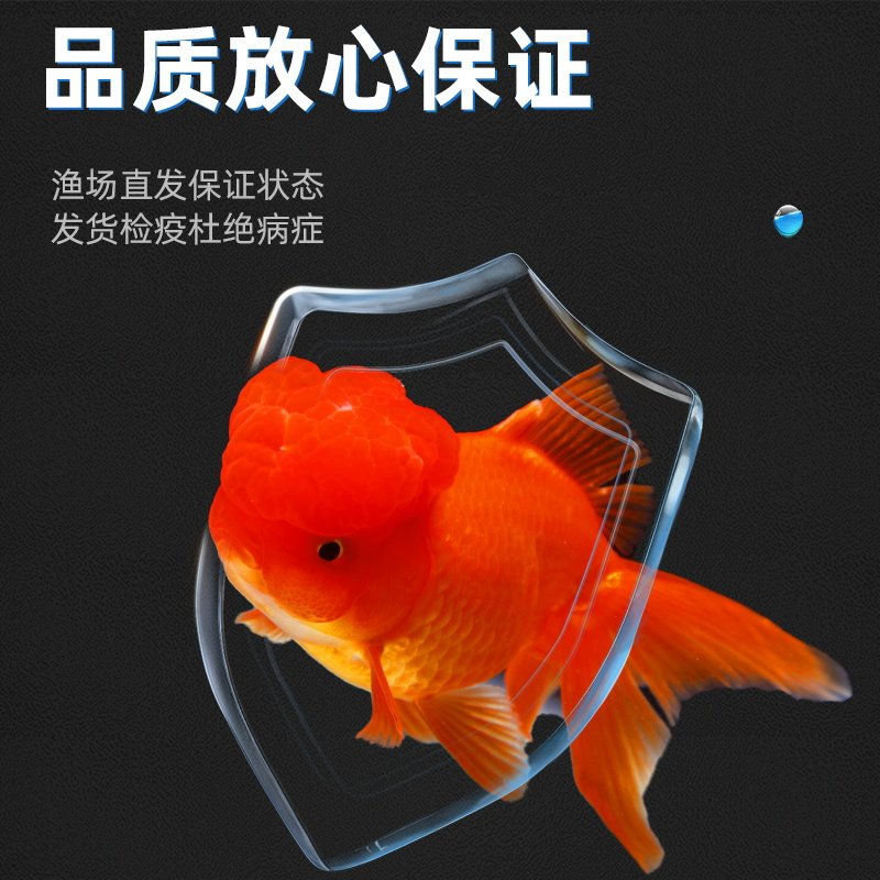 金鱼活鱼苗观赏鱼小型冷水鱼鸿运当头好养耐活淡水鱼兰寿泰狮锦鲤,淘宝优惠券,粉丝福利购,淘宝优惠卷