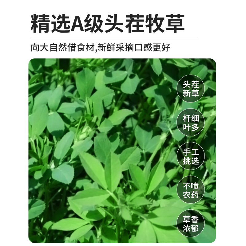 烘干紫花苜蓿草干草兔子食用草粮草幼兔龙猫豚鼠吃的饲料牧草用品 - 图1