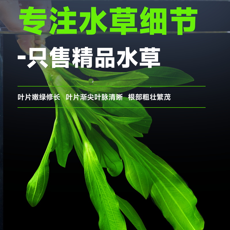 皇冠水草迷你九冠大叶绿九冠阴性水草淡水培植物懒人鱼缸造景真草 - 图2