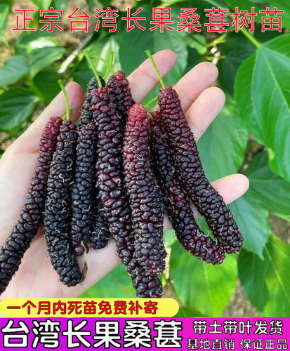 正宗四季台湾长果桑苗带果嫁接金香蜜白果桑葚树黑桑果树当年结果 - 图0