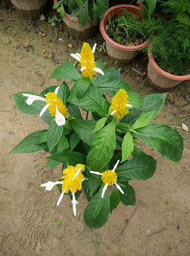金苞花黄金宝塔花苗黄金塔苗盆栽当年开花卉绿植金包银观赏花带花 - 图0
