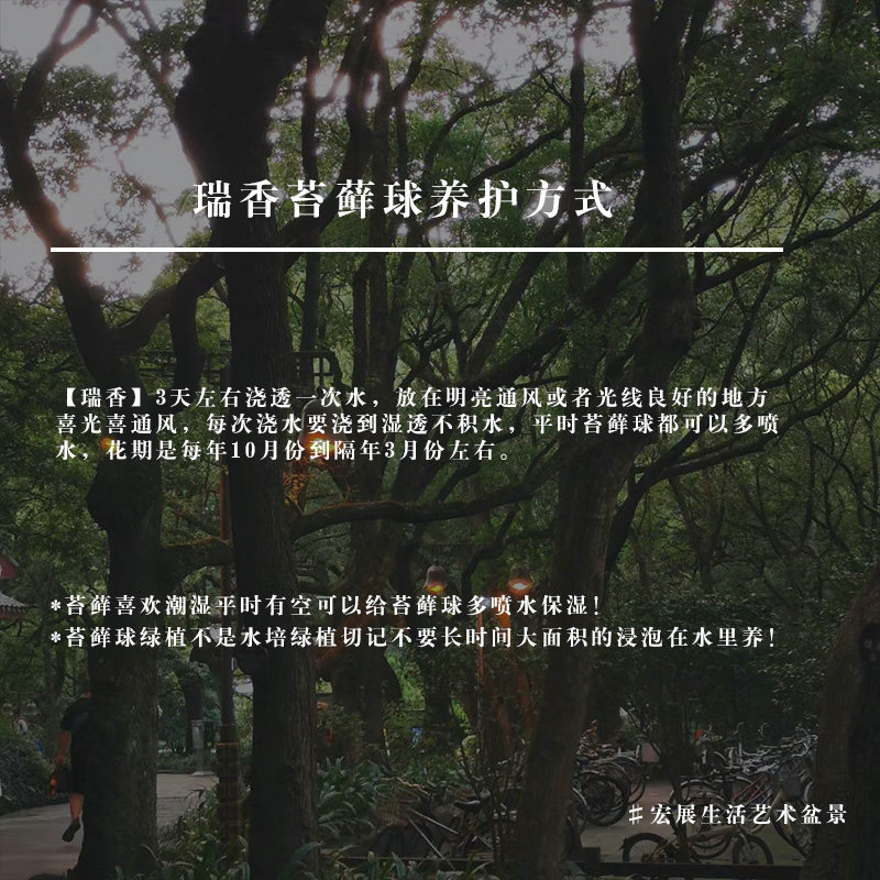 【瑞香】苔藓球新中式花开香满屋(带花苞)绿植禅意微景观 - 图0