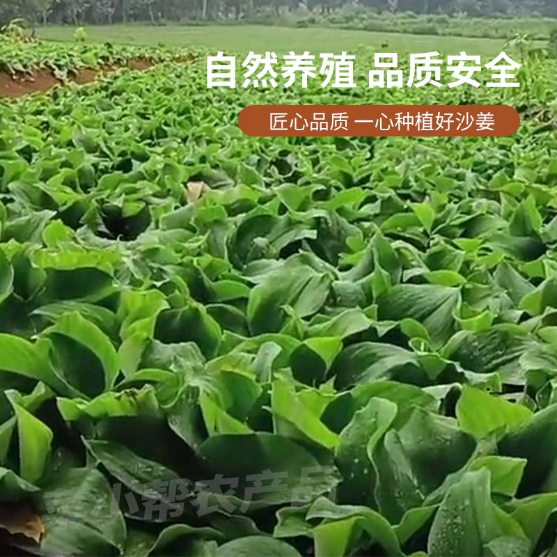 广东茂名沙姜阳春山奈现挖沙姜新鲜红皮沙姜种子海南正宗沙姜新鲜 - 图3