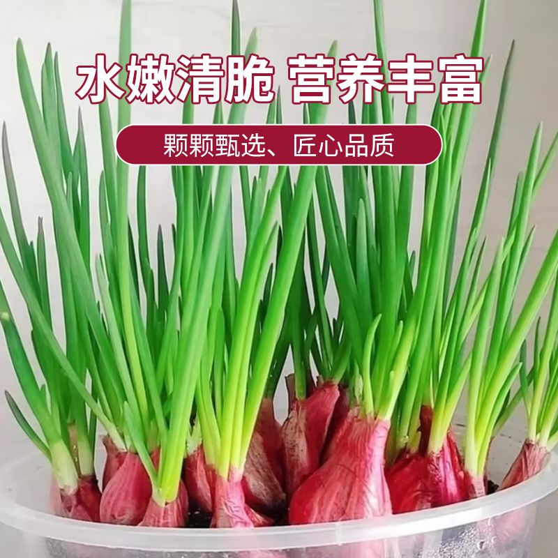 广东本地正宗红葱头商用新鲜红皮干香葱头火葱小香葱种植食用包邮 - 图1