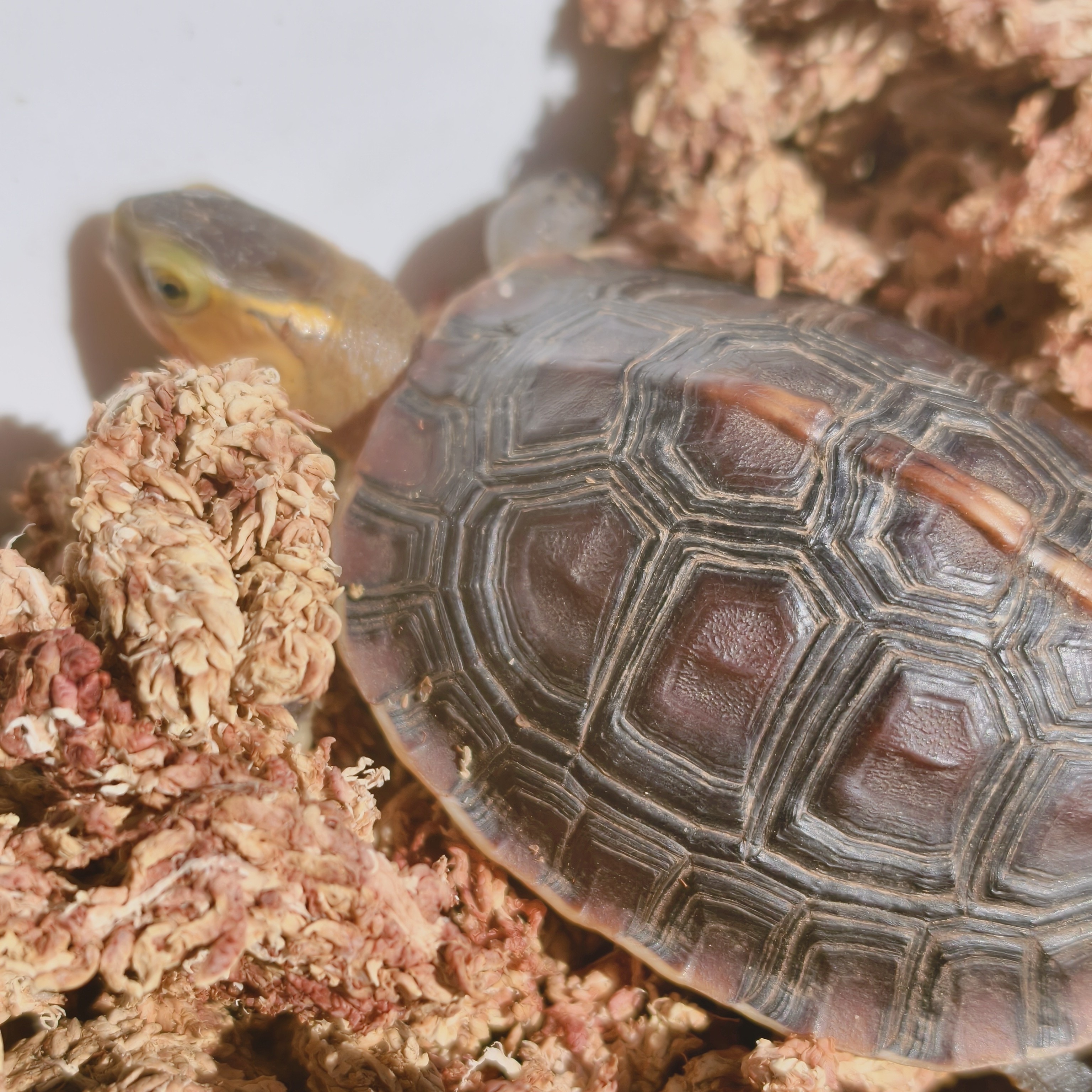 黄缘龟冬眠过冬垫材乌龟冬眠用品饲养箱智利水苔保湿透气,淘宝优惠券,粉丝福利购,淘宝优惠卷