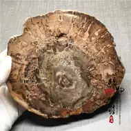 化石标本树化玉 新人首单立减十元 21年8月 淘宝海外