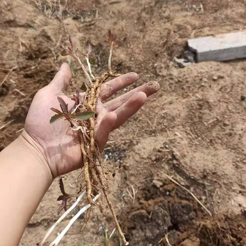 曲麻菜根现挖苦苦菜根山东省特产曲曲菜根新鲜苣买菜根500克包邮 - 图2