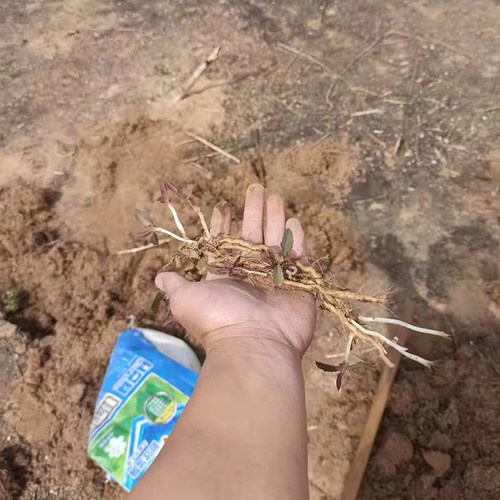 曲麻菜根现挖苦苦菜根山东省特产曲曲菜根新鲜苣买菜根500克包邮 - 图0