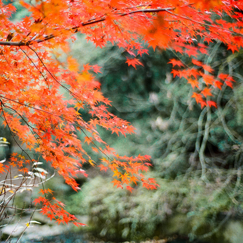 Fuji disposable film camera Kodak film point and shot film camera student illustration retro gift birthday