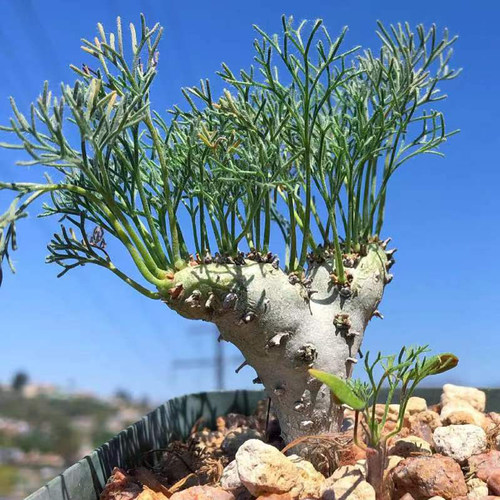 绿阳新意 白皮月界Monsonia peniculina牻牛儿苗科块根植物带盆发 - 图1