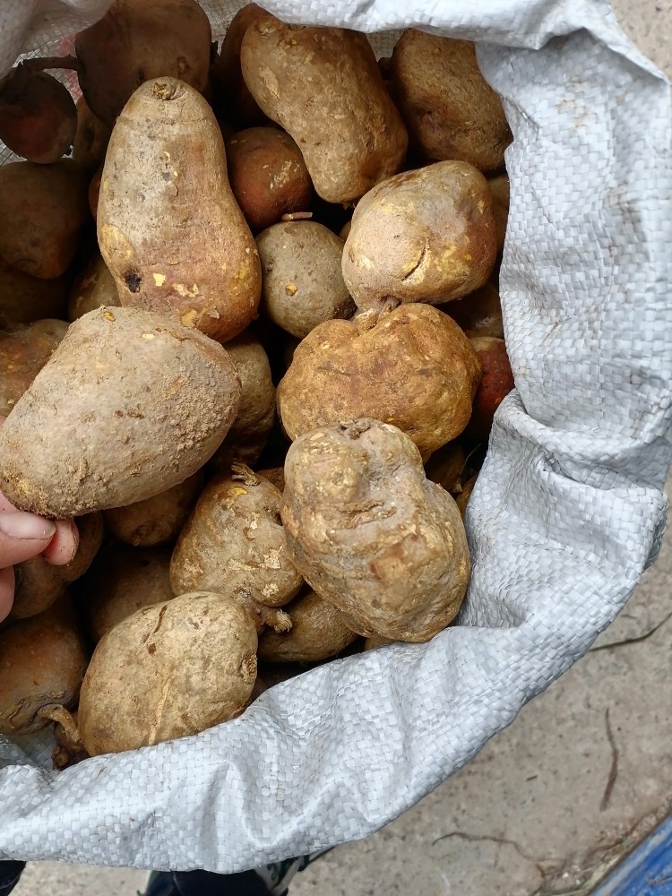 贵州中草药材新鲜地苦胆野生金果榄青牛胆九牛胆青胆九龙胆止半斤-图2