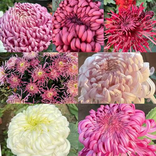 【新基地】品种菊花盆栽苗开花喜光易养护室内外庭院花卉 - 图3