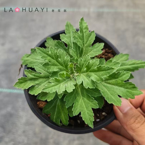 【新基地】品种菊花盆栽苗开花喜光易养护室内外庭院花卉 - 图1