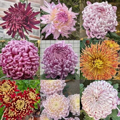 【新基地】品种菊花盆栽苗开花喜光易养护室内外庭院花卉 - 图2