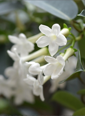 【老花医】马达加斯加茉莉盆栽花卉室内阳台多年生带香味观花植物