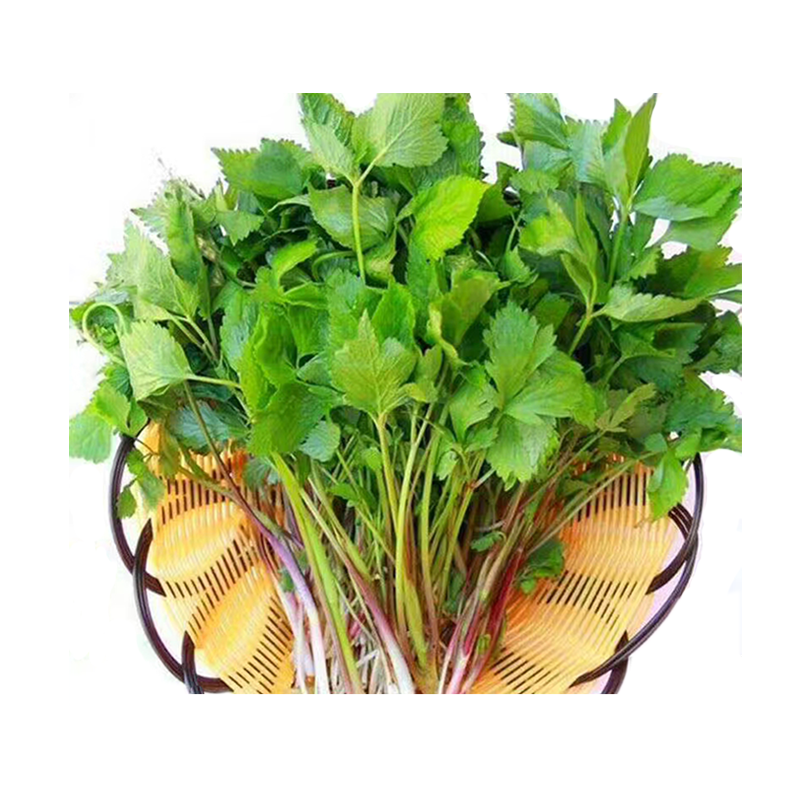 野生新鲜大叶芹山芹菜吉林长白山东北特产山野菜水芹菜直销食用 野生新鲜大叶芹山芹菜吉林长白山东北特产山野菜水芹菜直销食用