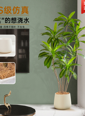 客厅造景大型落地氛围树巴西木
