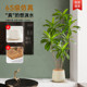Living room landscaping large floor-standing atmospheric tree Brazilian wood