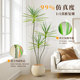 Simulated green plants, thousand-year-old wood, artificial trees, bionic dragon blood trees
