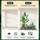 Simulated green plant landscaping combination interior decoration
