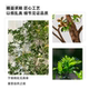 Simulated green plant partition aesthetics