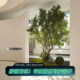Simulated Podocarpus artificial trees and green plants for landscaping