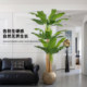 Xiaohongshu blogger recommends simulated green plants