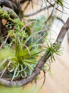 树藤枯藤真藤条装饰藤蔓绿植吊顶树叶树枝干植物墙阳台造景户外