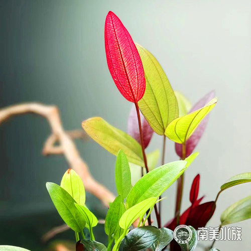 ADA红心皇冠阿根廷紫荆九冠水草南美缸造景鱼缸养鱼专用乌龟水草 - 图2