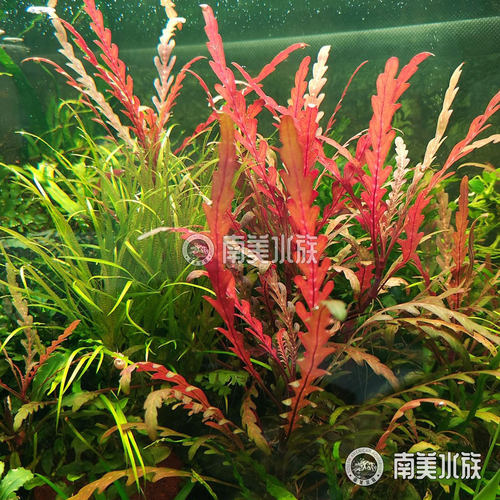 羽裂水蓑衣雨裂大安水蓑衣荷兰景水草水下叶中后景宫廷淡鱼缸造景 - 图2