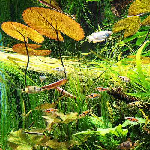 睡莲水草红虎青虎斑四色ADA睡莲丹麦大香菇红荷根宫廷南美缸造景 - 图1