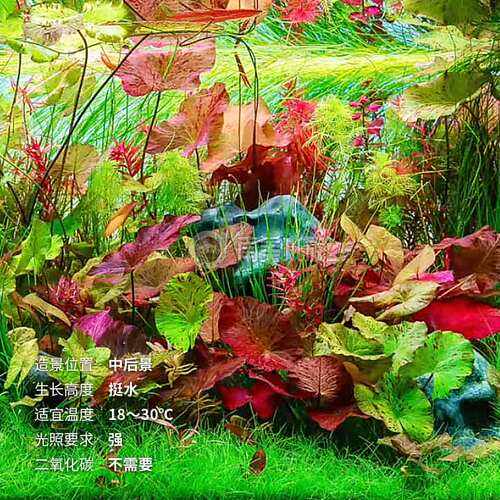 睡莲水草红虎青虎斑四色ADA睡莲丹麦大香菇红荷根宫廷南美缸造景 - 图0