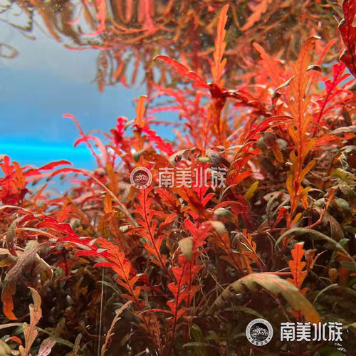 羽裂水蓑衣雨裂大安水蓑衣荷兰景水草水下叶中后景宫廷淡鱼缸造景 - 图1