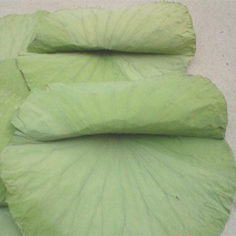 微山湖野生整张荷叶荷叶茶干荷叶片泡茶荷叶饭荷叶鸡500g包邮 - 图1