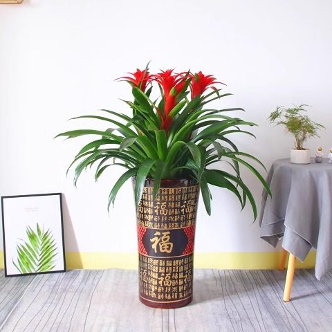 深圳鸿运当头盆栽 凤梨花客厅 室内花卉办公室绿化盆景 开花植物,淘宝优惠券,粉丝福利购,淘宝优惠卷