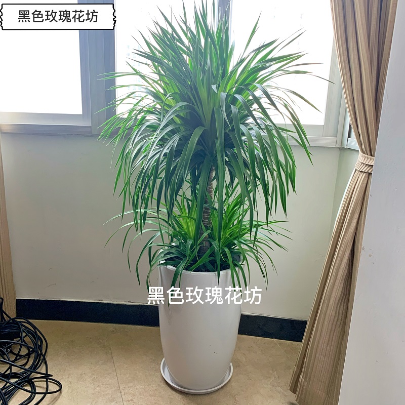 龙血树盆栽大型绿植室内客厅棒棒糖造型植物龙铁树盆栽办公室-图2