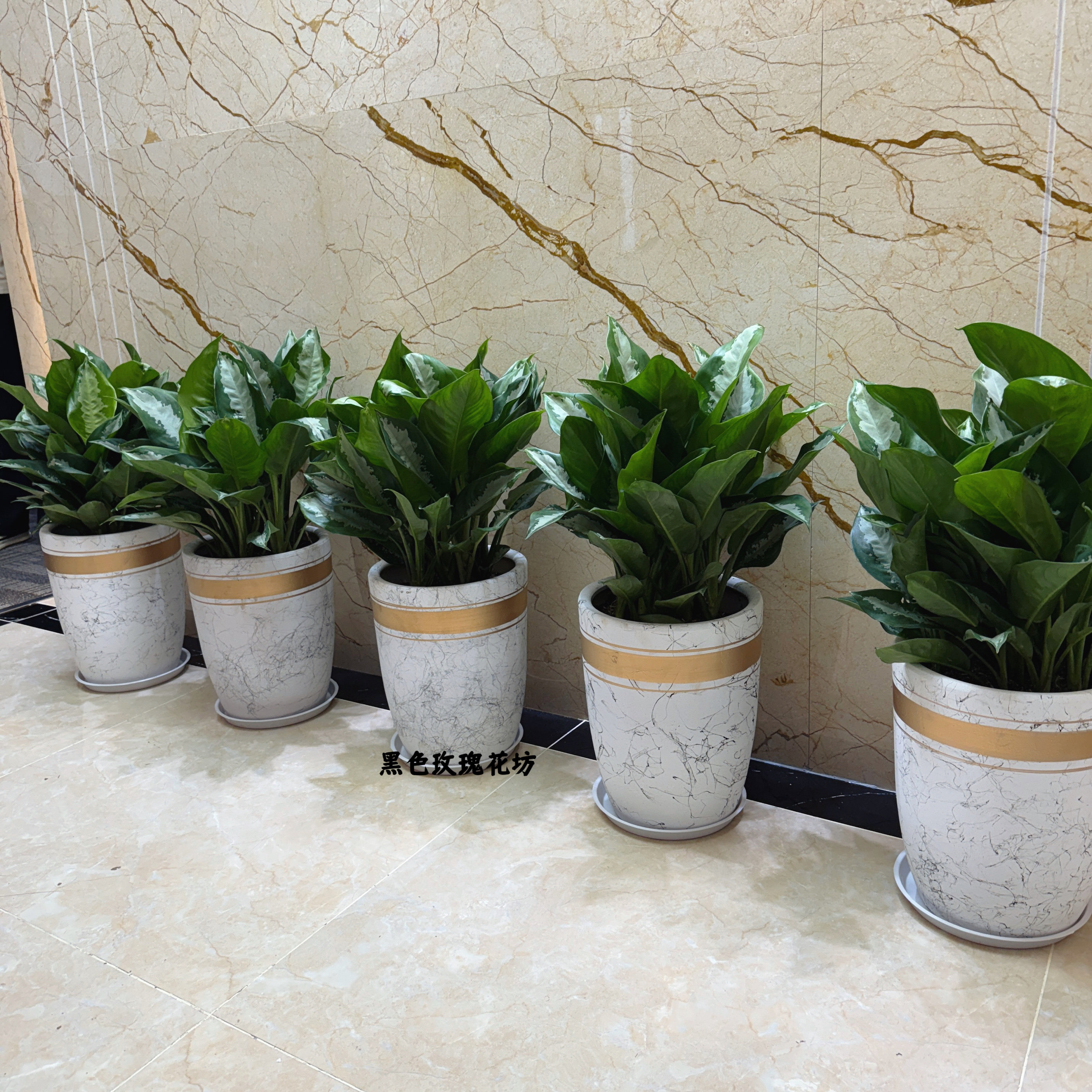 雅丽皇后盆栽净化空气好养植物客厅办公室走廊前台落地绿植,淘宝优惠券,粉丝福利购,淘宝优惠卷