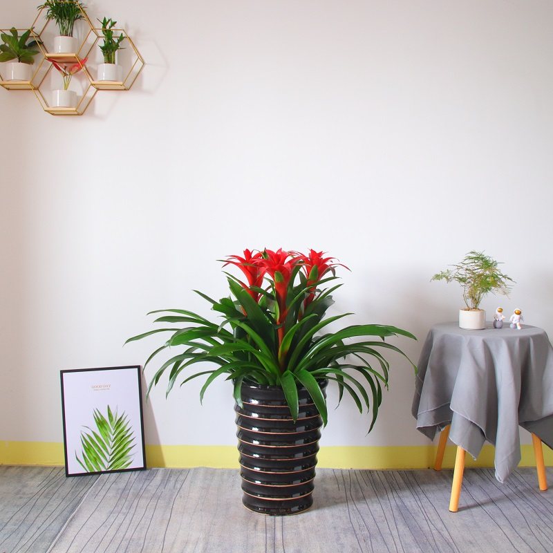 深圳鸿运当头盆栽 凤梨花客厅 室内花卉办公室绿化盆景 开花植物,淘宝优惠券,粉丝福利购,淘宝优惠卷