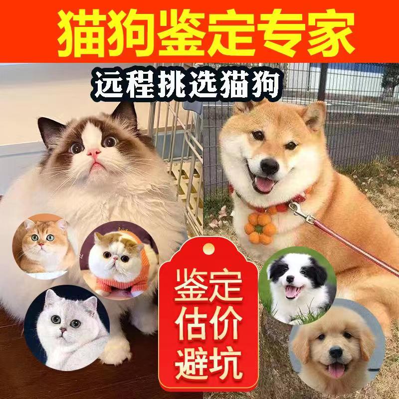 宠物鉴定师咨询狗狗猫咪 品种品相鉴定估价柴犬边牧 布偶猫德文猫 - 图0